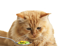 Витамины и добавки