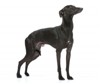 Одежда для левреток