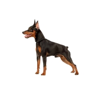 Одежда для мелких и средних пород