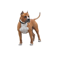 Одежда для средних и крупных пород