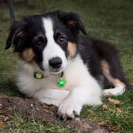 СВЕТОДИОДНЫЙ БРЕЛОК НА ОШЕЙНИК PETLIT®